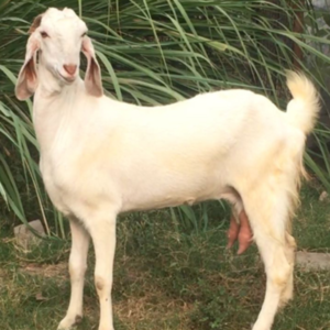 Jamunapari Bakra