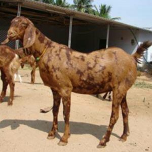 Sirohi Bakra