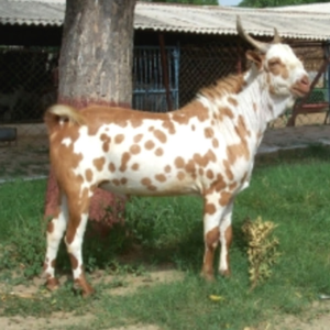 Barbari Bakra