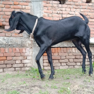 Beetal Bakra