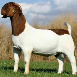 Boer Bakra
