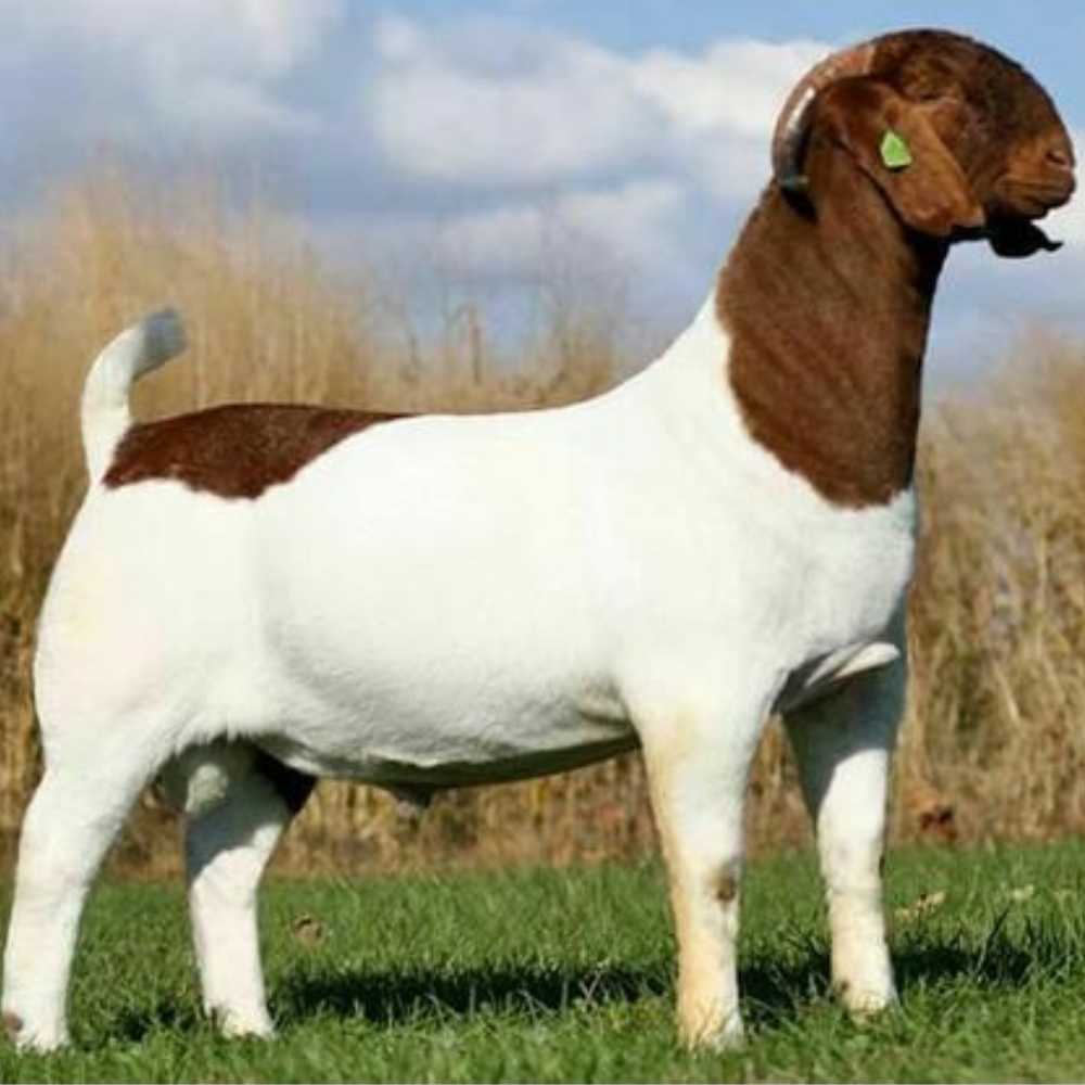 Jamunapari